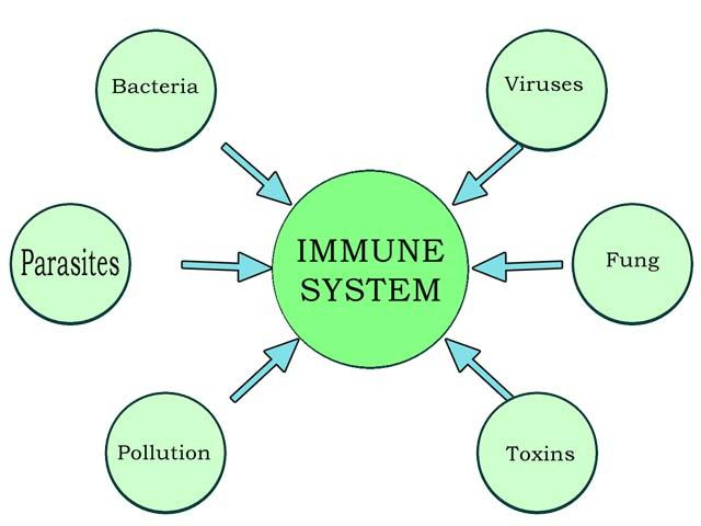 immune-system