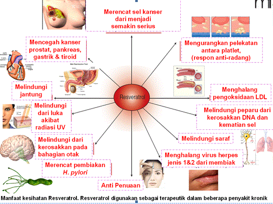 Manfaat Resveratrol Rahsia Untuk Kelihatan Awet Muda 20 Tahun Dari Usia Sebenar!